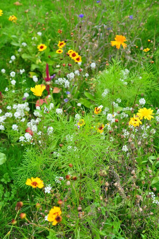 Blumenwiese Statt Rasen Lwk Niedersachsen